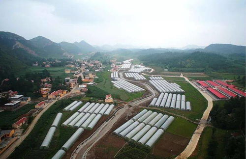 山海相連共筑夢(mèng)——大連產(chǎn)業(yè)助力六盤(pán)水脫貧攻堅(jiān)紀(jì)實(shí)